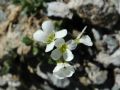 Arabis bellidifolia subsp. stellulata